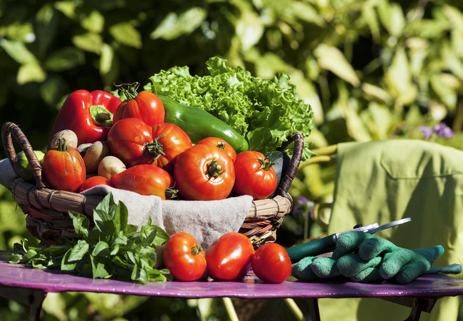cosecha de tomates y lechuga