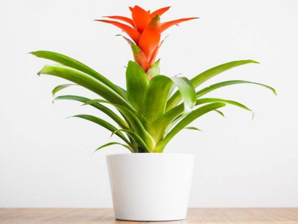 bromelia