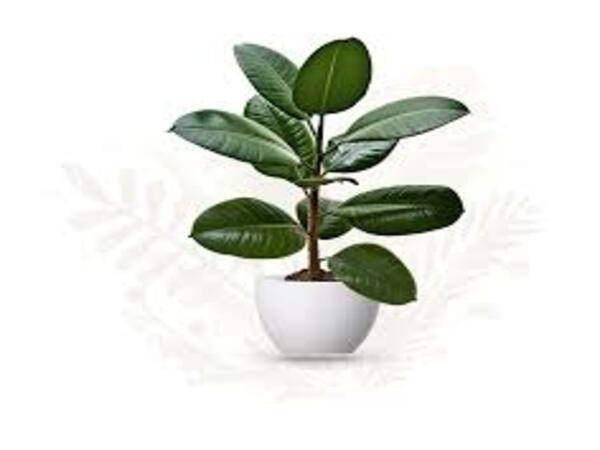 ficus