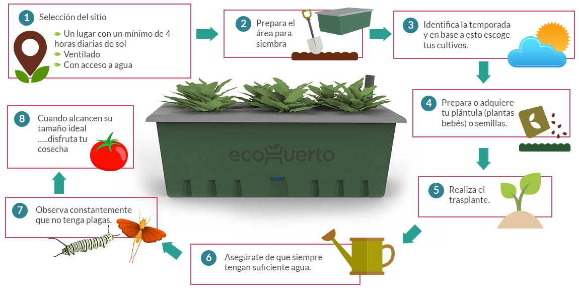 ciclo de cultivo