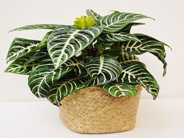 plantas-interior-exoticas